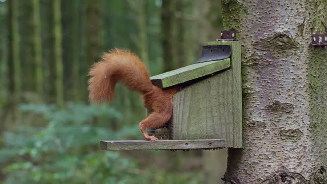 Red squirrel in a feeder