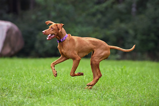 Happy young Hungarian Vizsla dog with a purple collar posing outdoors running fast on a green grass in summer