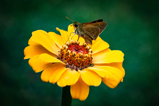 Yellow Flower and Insect