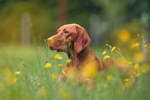 Obedient young Hungarian Vizsla dog posing outdoors lying down in a green grass with yellow flowers in summer
