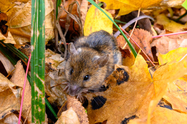 istock The mouse of the autumn forest. 1670343821