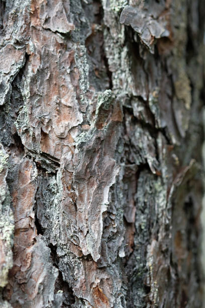 istock brown bark of a coniferous tree in the forest 1670354496