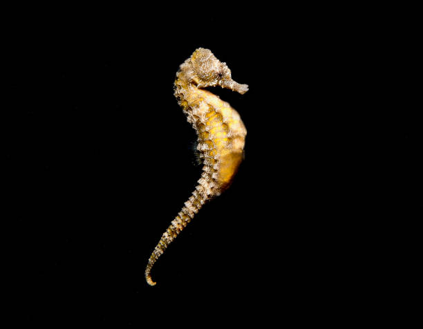istock Bronze seahorse in black water 1670363257