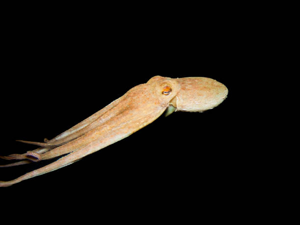 istock Amazing octopus from the Mediterranean Sea 1670363305