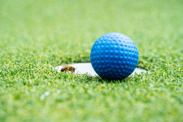 istock Closeup of a bee by a golf hole.. 1670363610