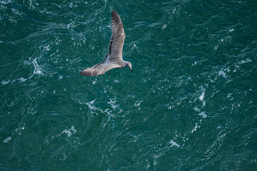 Young sea gull flying above the wake of a boat.