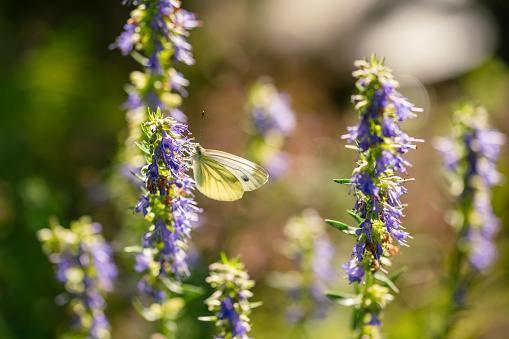 Large White Cabbage Butterfly Sitting On A Blooming Hyssop Branch