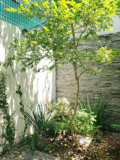 istock Green patio garden at home 1670370824