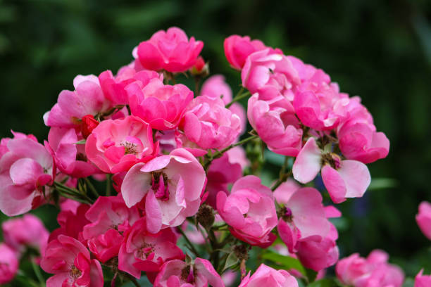 istock Pink Rose in the garden 1670375635