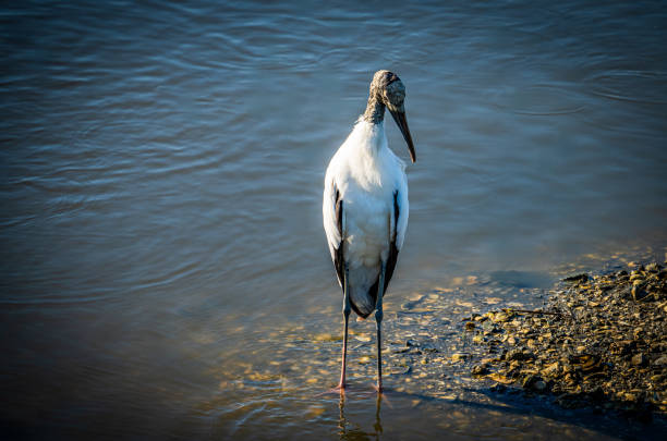 Woodstork in the Water