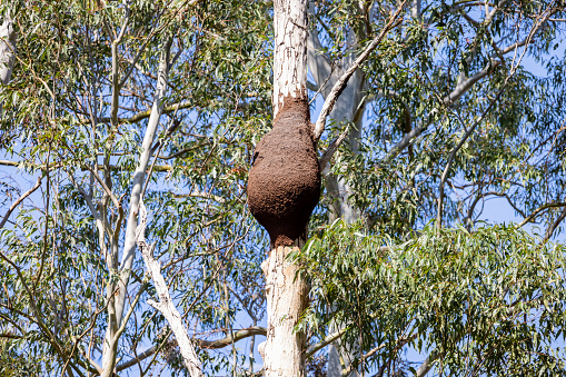 Termite nest on Eucalyptus tree, background with copy space, full frame horizontal composition