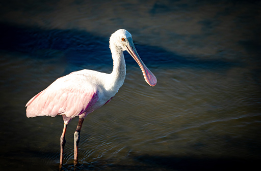 Roseate Spoonbill in the Water