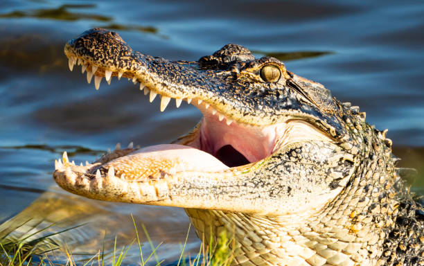 istock Alligator in the Wild 1670420348