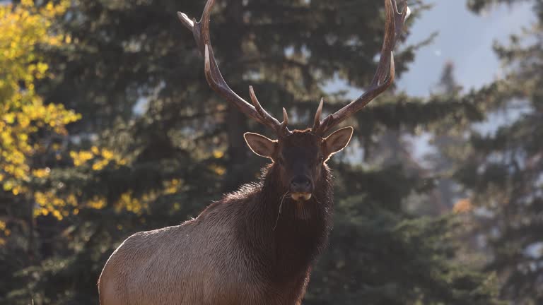 Bull Elk Bugling Video Clip