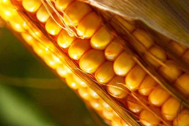 istock Corn, close-up of corn kernels on the cob, on the field. 1670428590