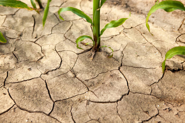 istock Corn field during drought, hot weather, cracked ground, dry soil. 1670428749