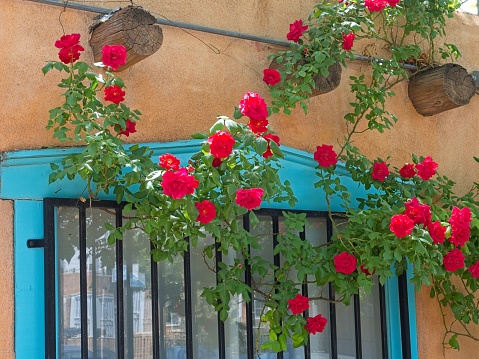 Balcony with blue sun blinds and plant blooming with pink flowers on white wall in Loiri Porto San Paolo, Sardinia, Italy.