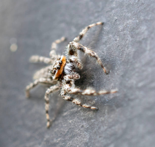 istock Close up of a gray jumping spider. 1670459541