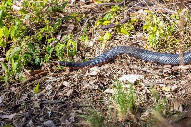 istock Red-bellied Black Snake - Pseudechis porphyriacus, background with copy space 1670470349