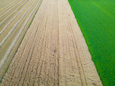 View with a drone of a golden wheat field bordering on beautfiul green meadow. Farmland landscape view.