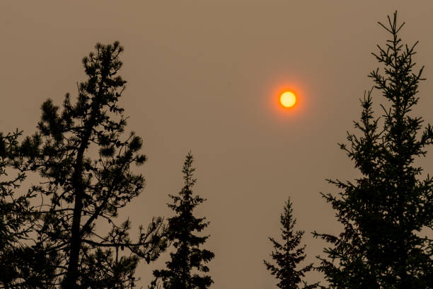 The sun looks red due to the forest wildfire smog’s effect.