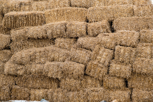 Photo covered with straw bales.