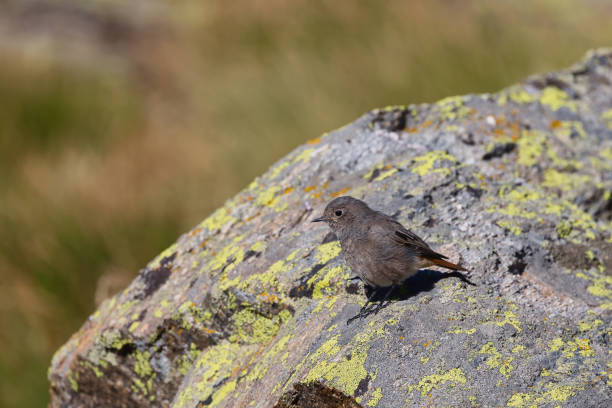 Image of Black Redstart  on a rock.