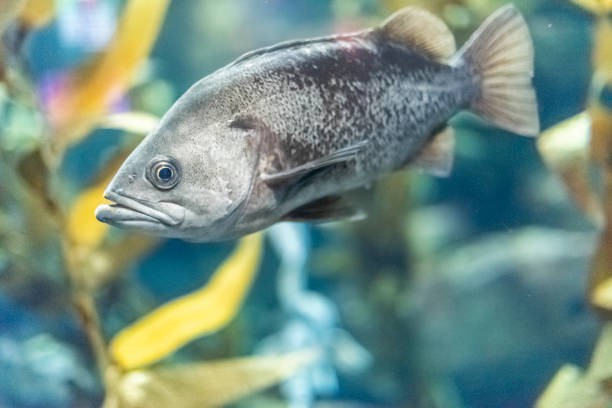 istock Ripley's Aquarium of Canada. 1670510085