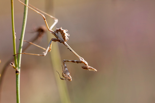 Mimic insects of Europe.