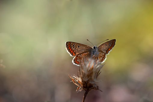 Small brown butterfly.