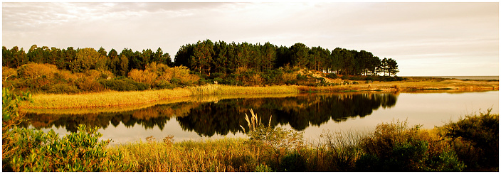 Pine plantation on a beachfront property in Uruguay