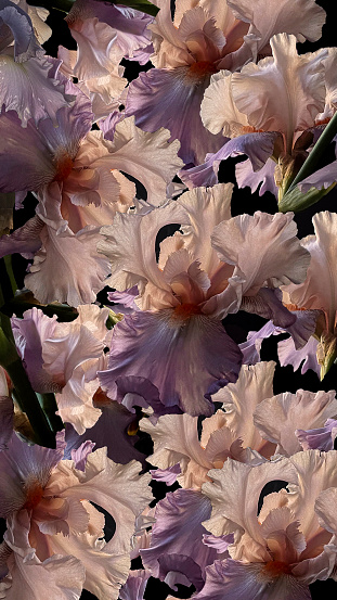 Vintage bouquet of beautiful Iris on black. Florist decoration. Floral background. Baroque old fashion style. Natural flowers pattern wallpaper or greeting card