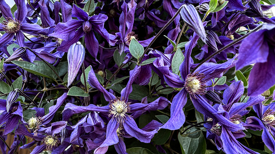 Purple Clematis flowers background. Close up