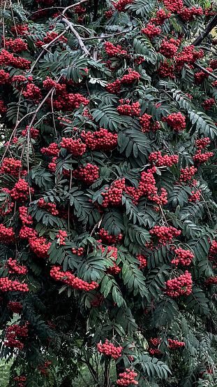 Colourful autumn wild bushes with red berries on the tree