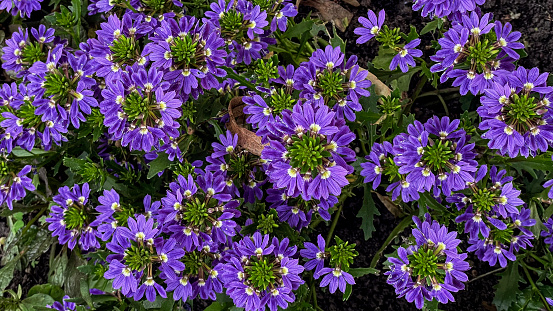 Purple Scaevola flowers background. Close up