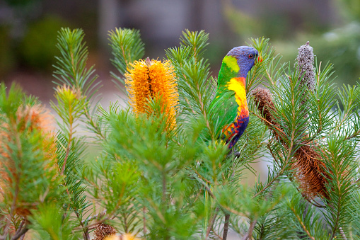 Rainbow Lorikeet feeding on a Banksia.