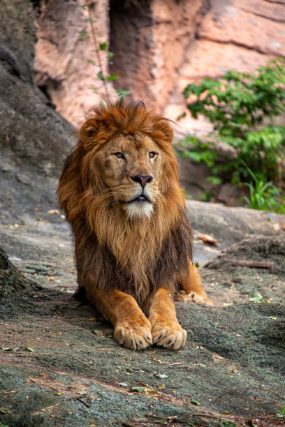istock African Lion (Panthera leo) in Africa 1670607357