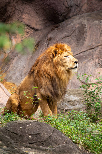 istock African Lion (Panthera leo) in Africa 1670607367