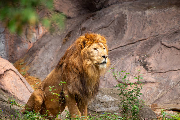 istock African Lion (Panthera leo) in Africa 1670607729