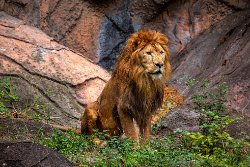 Majestic African Lion, Panthera leo, roams the African savannah, representing the continent's iconic wildlife.