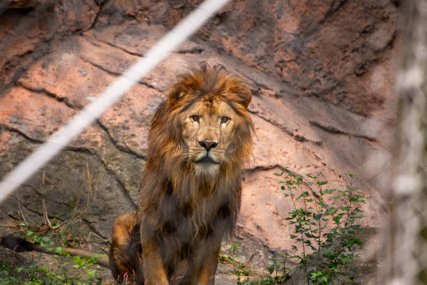 istock African Lion (Panthera leo) in Africa 1670608418
