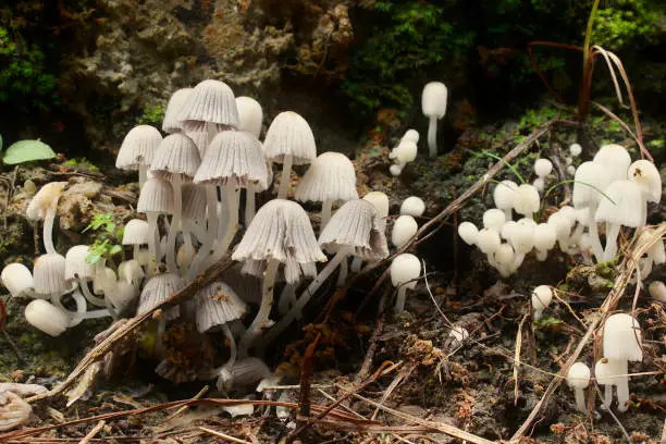 Frontal view of a colony of mushrooms of the species Coprinellus Disseminatus of the Family Psathyrellaceae, also known as Fairy Inkcap, Trooping Crumble Cap, Agaricus Disseminatus, Pseudocoprinus Disseminatus, and Coprinus Disseminatus.