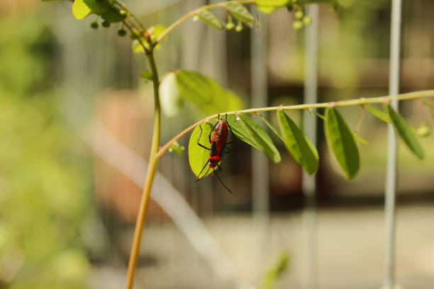 Red and black insect, popularly known as the Spotted Bedbug or Cotton Pest, of the Dysdercus Ruficollis species, of the Pyrrhocoridae family, of the Hemiptera order. On the leaf of a plant in a garden.