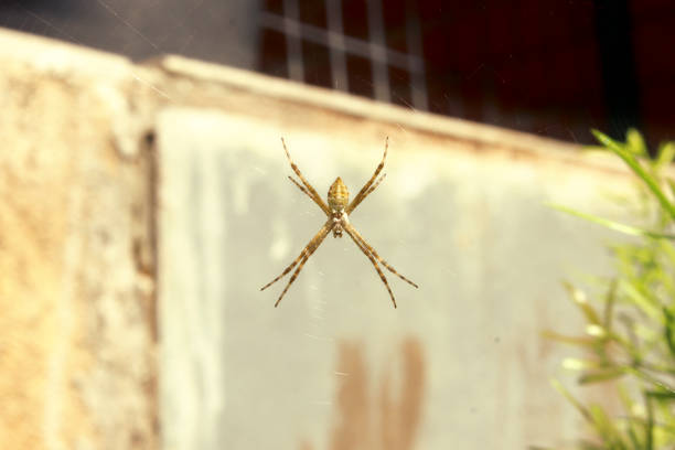 Young garden spider of the Argiope Argentata species, popularly known as the Silver Spider, in the center of its web, outdoors, in yellow, brown and silver colors.