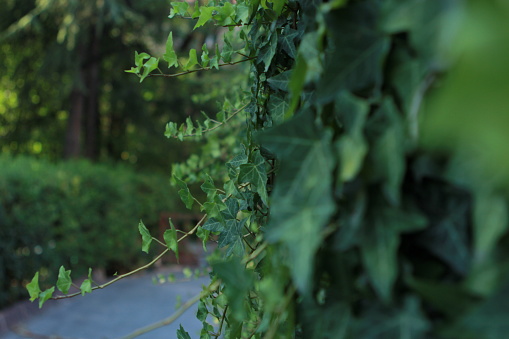 The Freshness of Nature: Botanical Macro Close-up of Green Ivy Leaf