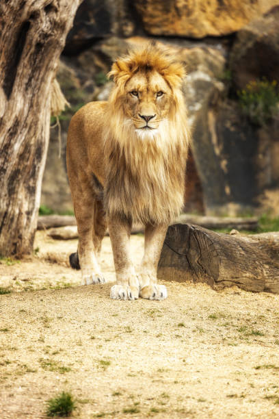 istock African Lion (Panthera leo) in Africa 1670634796