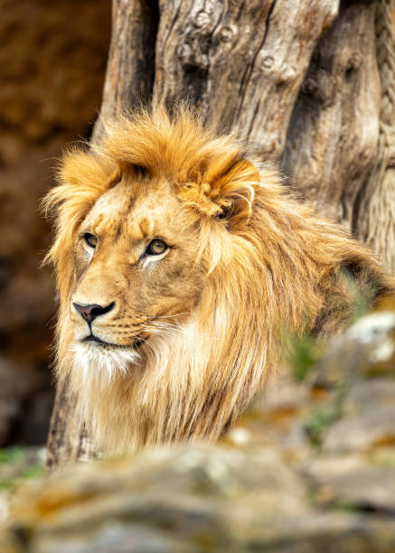 istock African Lion (Panthera leo) in Africa 1670635153