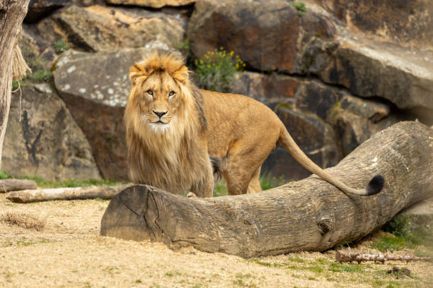 istock African Lion (Panthera leo) in Africa 1670635284