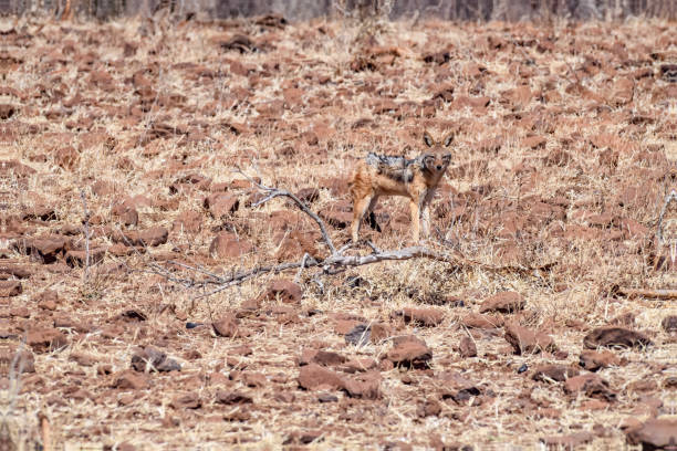 istock Black-backed jackal on a savanna showing its camouflage. 1670643786
