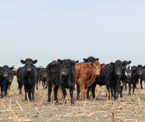 istock Herd of cattle in a harvested corn field 1670671958
